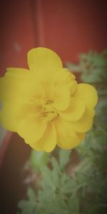 Close-up of yellow flower blooming outdoors