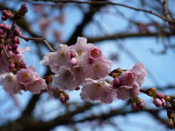 Close-up of pink cherry blossoms in spring