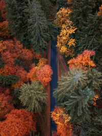 Aerial view of road winding through autumnal forest