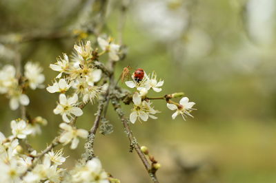 Close-up of insect on flowers