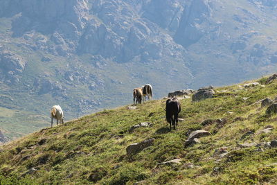 Horses grazing in a field