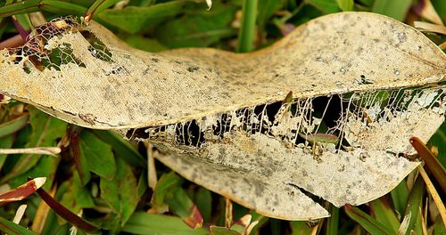 Close-up of crab hanging on plant