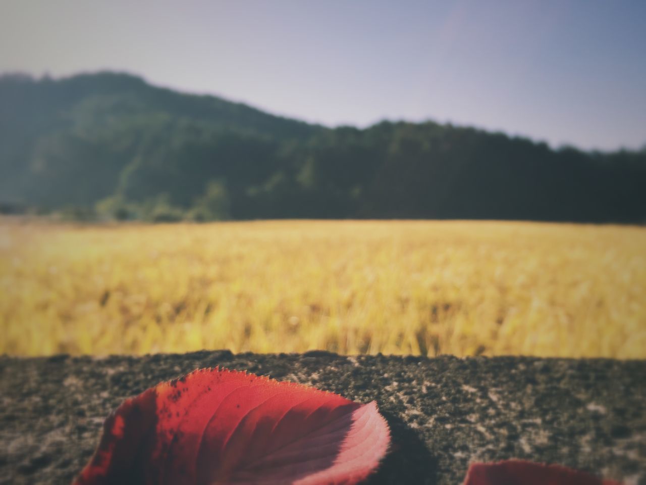 plant, land, beauty in nature, landscape, sky, field, nature, tranquility, no people, growth, day, scenics - nature, tranquil scene, environment, agriculture, focus on foreground, rural scene, red, outdoors, crop