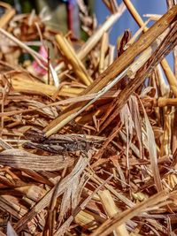 Close-up of wheat