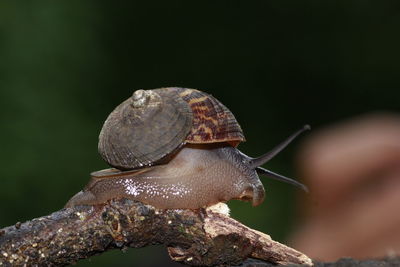 Close-up of turtle