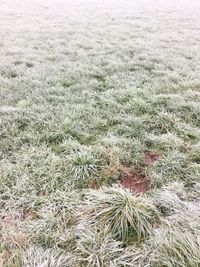 High angle view of grass on field