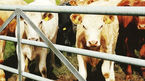Goat standing in fence