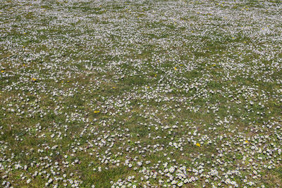 High angle view of flowering plants on land