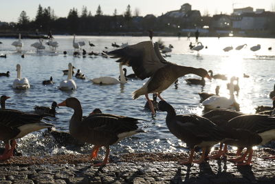 Birds in lake