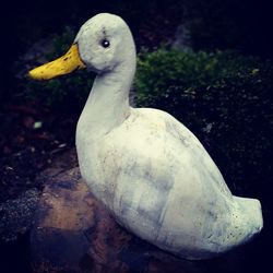 Close-up of bird