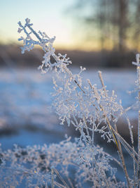 Frosty reeds