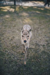 Portrait of squirrel standing on land