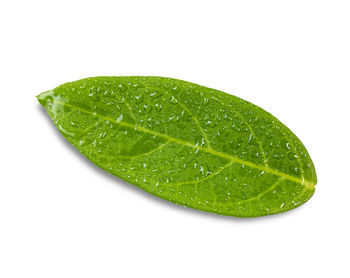 Close-up of wet green leaf against white background