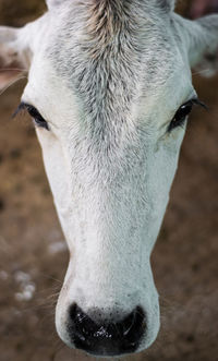 High angle portrait of cattle