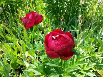 Close-up of red rose blooming on field