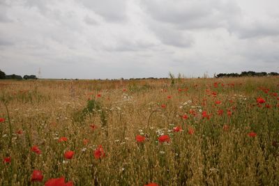 Scenic view of poppy field against sky