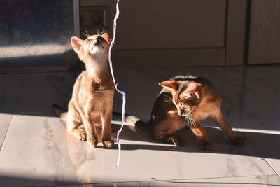 Cats sitting on tiled floor