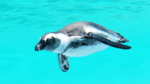 African penguin, spheniscus demersus, at the metro toronto zoo.