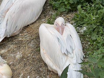 Pelicans perching on field