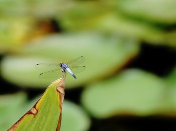 Close-up of damselfly on plant