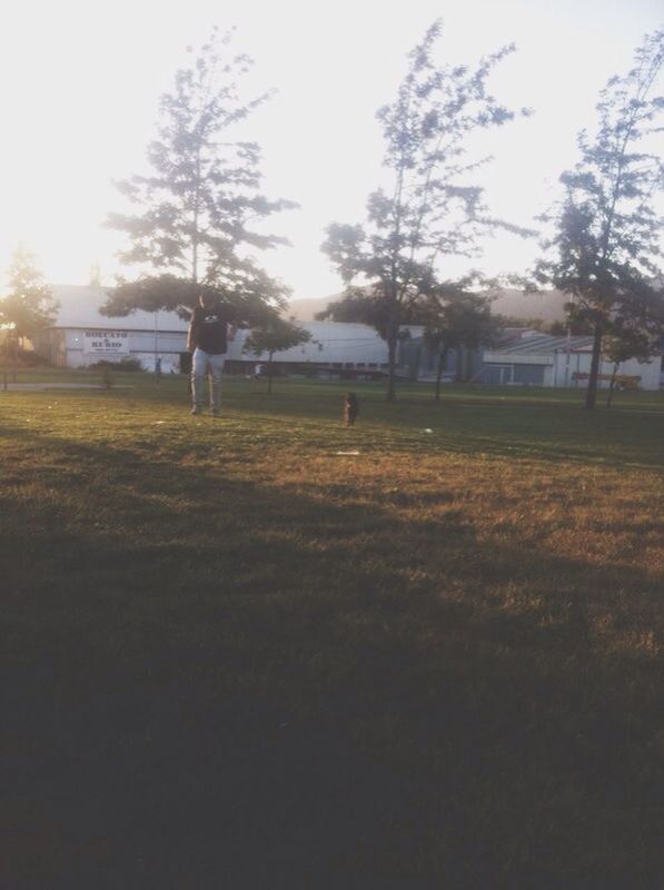 tree, grass, field, clear sky, grassy, tranquility, landscape, nature, sunlight, tranquil scene, growth, park - man made space, leisure activity, lifestyles, outdoors, beauty in nature, sky, day