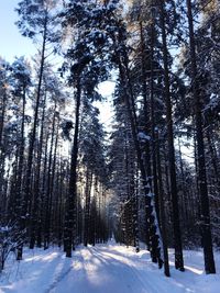 Snow covered trees in forest