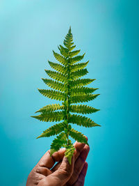 Close-up of hand holding plant against blue background