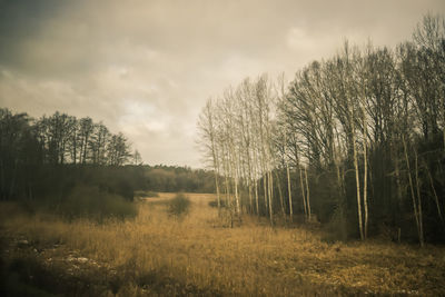 Trees on field against sky