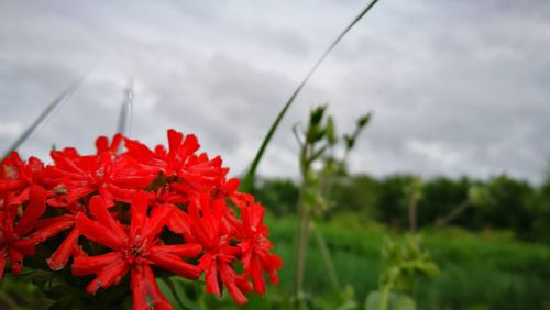 Close-up of red flowers against blurred background