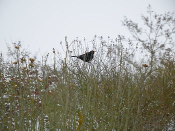 Birds flying over grass against sky