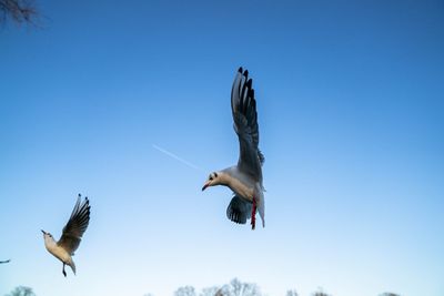 Low angle view of seagulls flying against clear blue sky