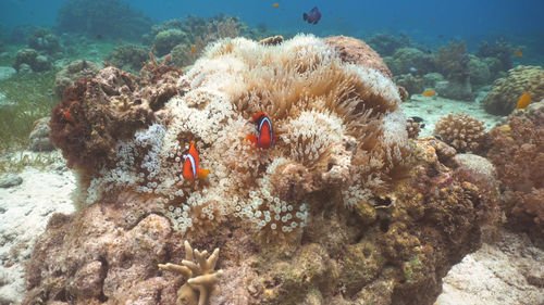 Clown anemonefish, in their sea anemone. amphiprion coral garden with anemone 