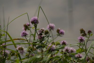 Close-up of pink flowering plants