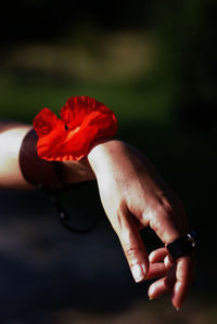 Close-up of hand holding red flower