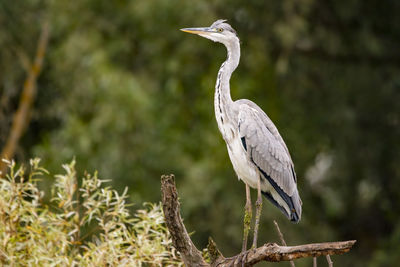 Gray heron perching on a tree