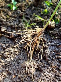 Close-up of dead plant on land