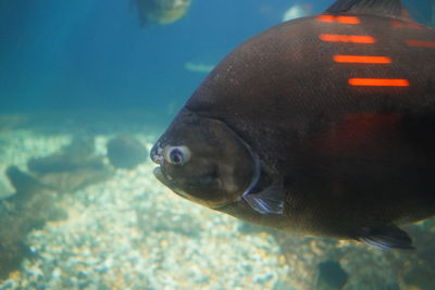 Close-up of fish swimming in sea