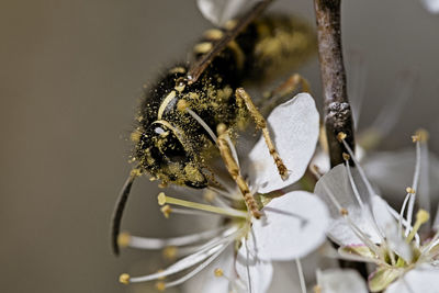 Close-up of insect on white flower