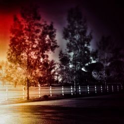 Road along trees at night