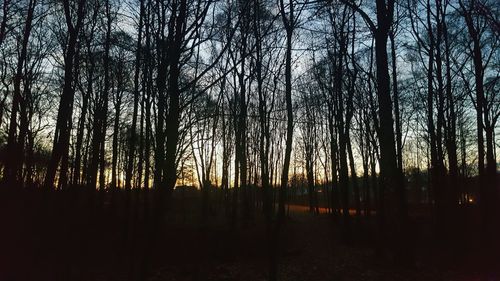 Trees against sky during sunset