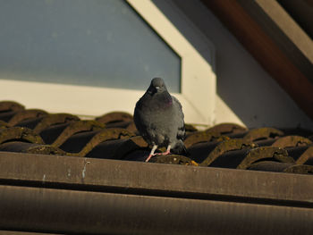 Close-up of pigeon perching on railing