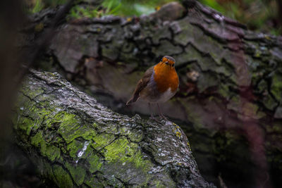 Close-up of bird perching on tree