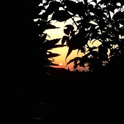 Close-up of silhouette tree against clear sky