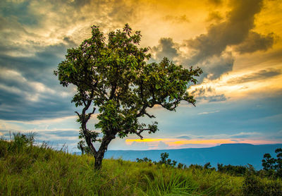 Tree on field against sky at sunset