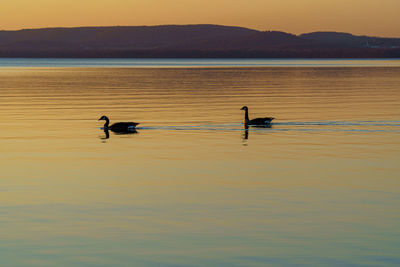 Ducks swimming in lake during sunset