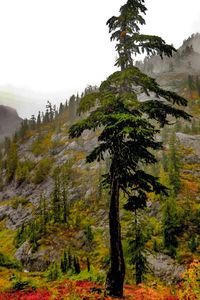 Pine trees in forest against sky