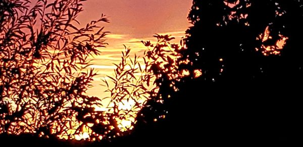 Low angle view of silhouette trees against sky at night