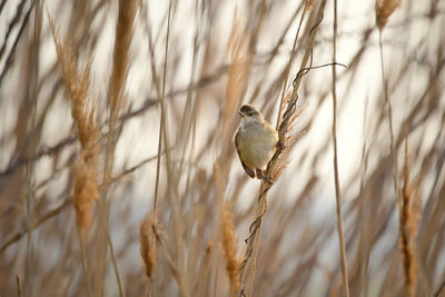 Close-up of bird perching on plant