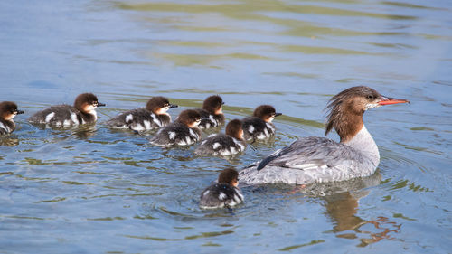 Ducks swimming in lake