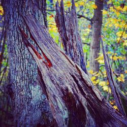 Close-up of lizard on tree trunk